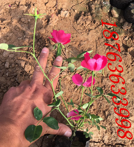 6686体育盆栽花海植物养护知识(图1)