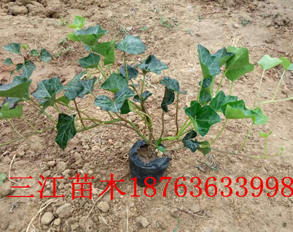 盆栽爬藤6686体育植物养护知识(图1)