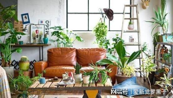 6686体育新手养花必备小常识熟知植物3点生长规律养一盆旺一盆(图1)