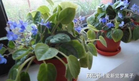 6686体育新手养花必备小常识熟知植物3点生长规律养一盆旺一盆(图2)
