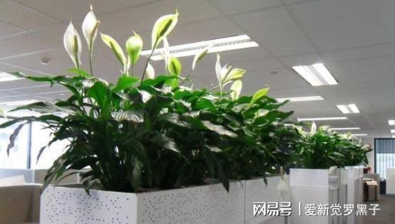 6686体育新手养花必备小常识熟知植物3点生长规律养一盆旺一盆(图3)
