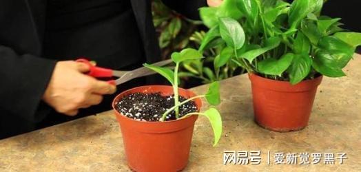 6686体育新手养花必备小常识熟知植物3点生长规律养一盆旺一盆(图6)