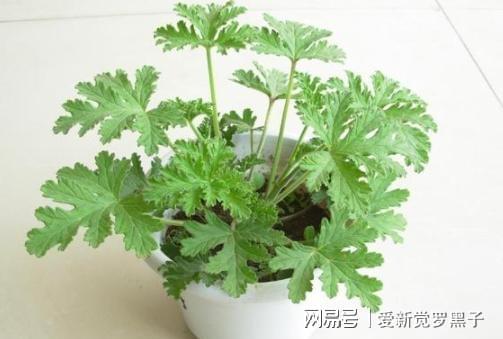6686体育新手养花必备小常识熟知植物3点生长规律养一盆旺一盆(图5)
