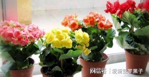 6686体育新手养花必备小常识熟知植物3点生长规律养一盆旺一盆(图4)