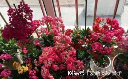 6686体育新手养花必备小常识熟知植物3点生长规律养一盆旺一盆(图8)