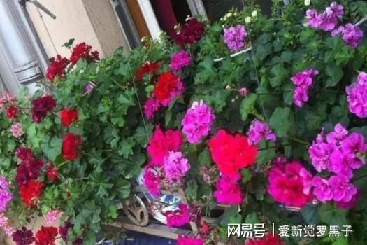 6686体育新手养花必备小常识熟知植物3点生长规律养一盆旺一盆(图7)