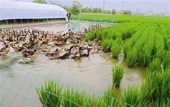 6686体育【最靠谱的立体种植（种养模式）（附9个案例）】(图7)
