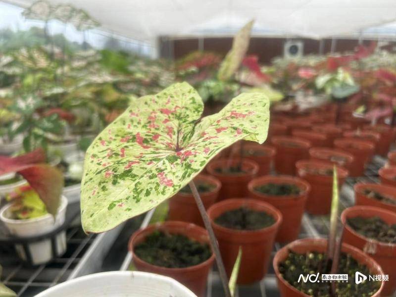 6686体育：过千元高端绿植如今17元一盆花卉行业进入“类潮玩”时代(图2)