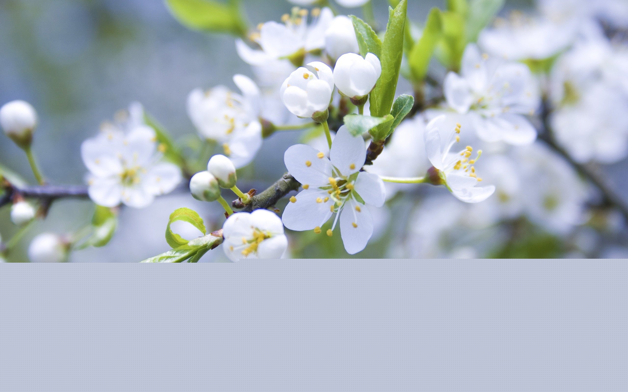 6686体育：你叫得出多少植物名字